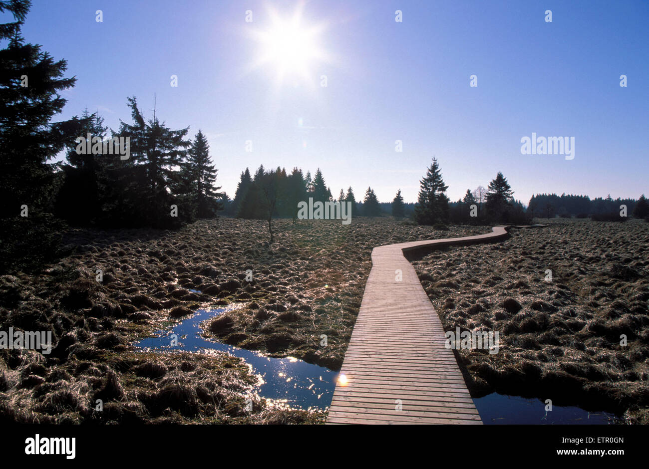 BEL, Belgien, Eastbelgium, Plank Fahrbahn in den Hautes Fagnes, Hohes Venn.  BEL, Belgien, Ostbelgien, Bohlenweg Im Hohen Venn. Stockfoto
