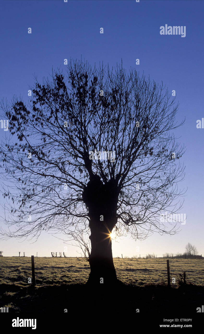 BEL, Belgien, Eastbelgium, Sonnenaufgang in der Nähe von Astenet, verfing Weide.  BEL, Belgien, Ostbelgien, "Sonnenaufgang" Bei Astenet, Kopfwei Stockfoto