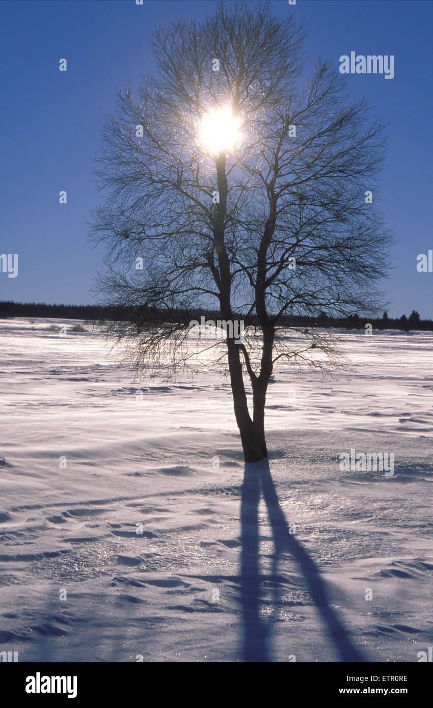 BEL, Belgien, Eastbelgium, hoch-Moor Hohes Venn/Hautes Fagnes, Birken im Schnee.  BEL, Belgien, Ostbelgien, Hochmoor Hohes Venn, Mo, USA Stockfoto