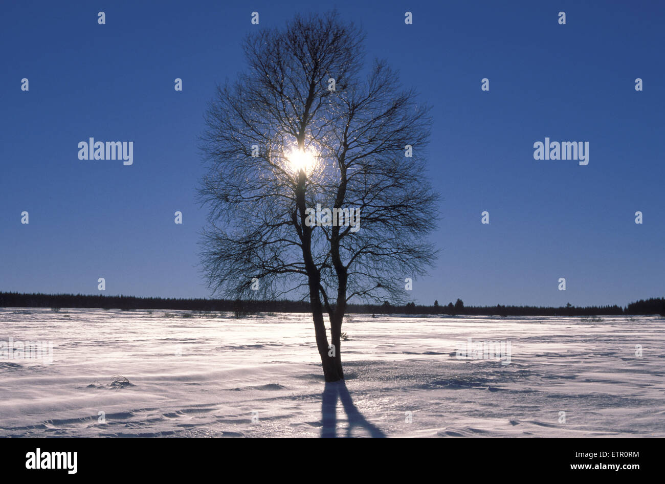 BEL, Belgien, Eastbelgium, hoch-Moor Hohes Venn/Hautes Fagnes, Birken im Schnee.  BEL, Belgien, Ostbelgien, Hochmoor Hohes Venn, Mo, USA Stockfoto