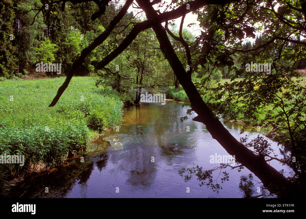 BEL, Belgien, Eastbelgium, Amel-Montenau, dem Fluss Ambleve im Kuckerell Wald.  BEL, Belgien, Ostbelgien, Amel-Montenau, d Stockfoto