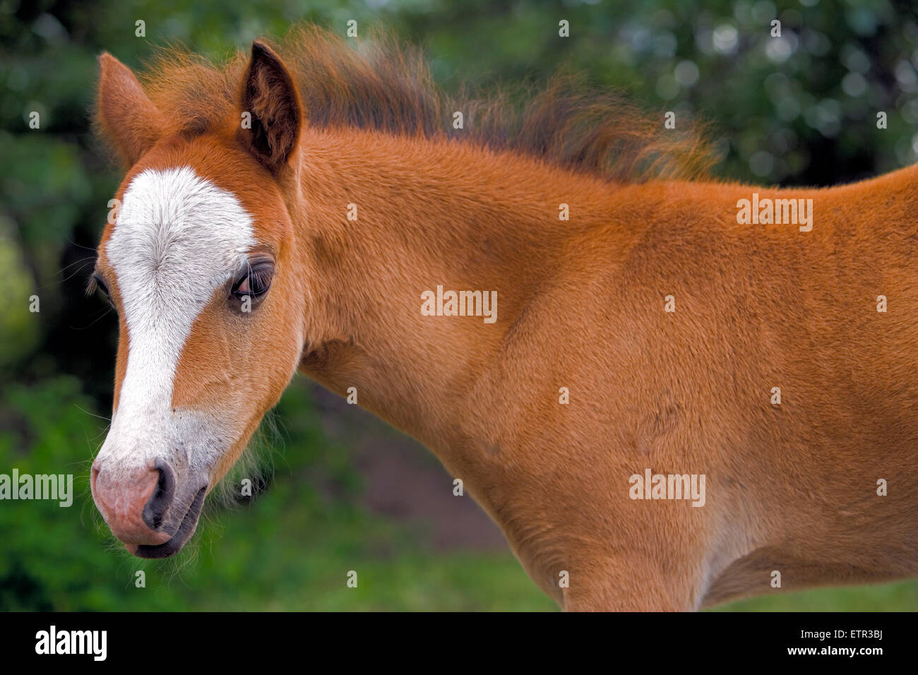 Welsh Mountain Pony Fohlen Porträt, Nahaufnahme Stockfoto