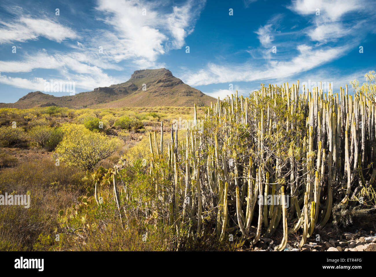 Der kultige Berg des Roque del Conde im Süden Teneriffas, mit typischen Flora dieser semi-ariden Region im Vordergrund Stockfoto