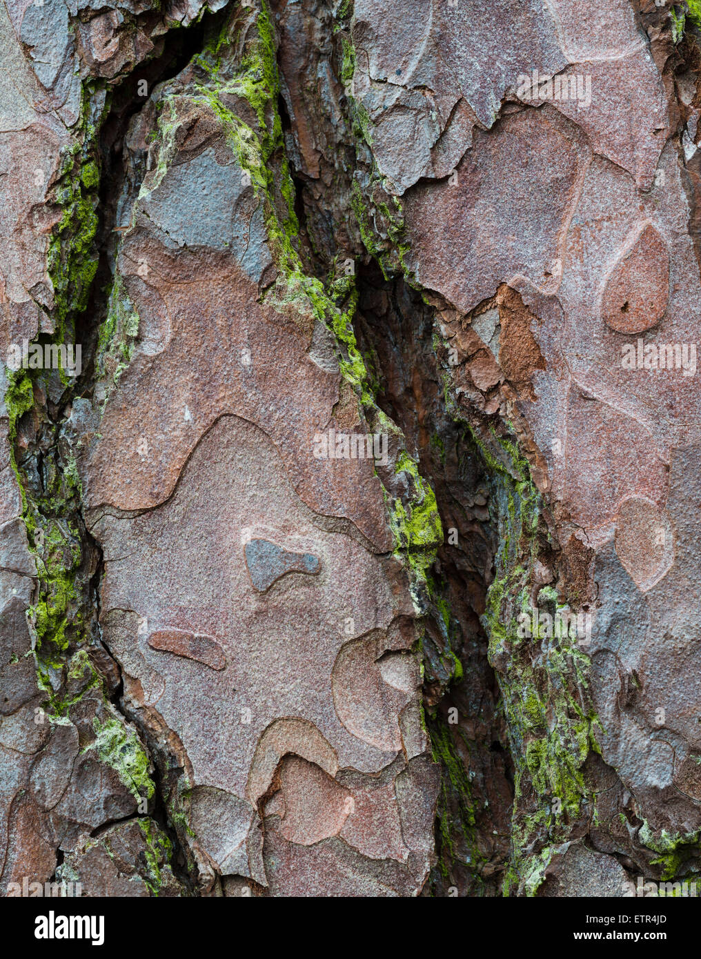 Detail der Rinde der Scots Kiefer (Pinus Sylvestris) Baum, Peterborough, Cambridgeshire, England Stockfoto