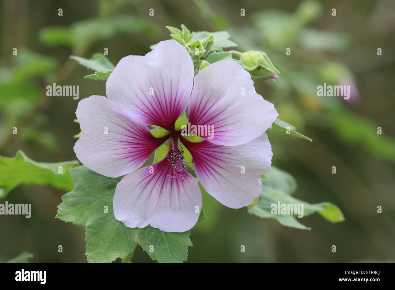 Malvaceae, Lavatera maritima Stockfoto