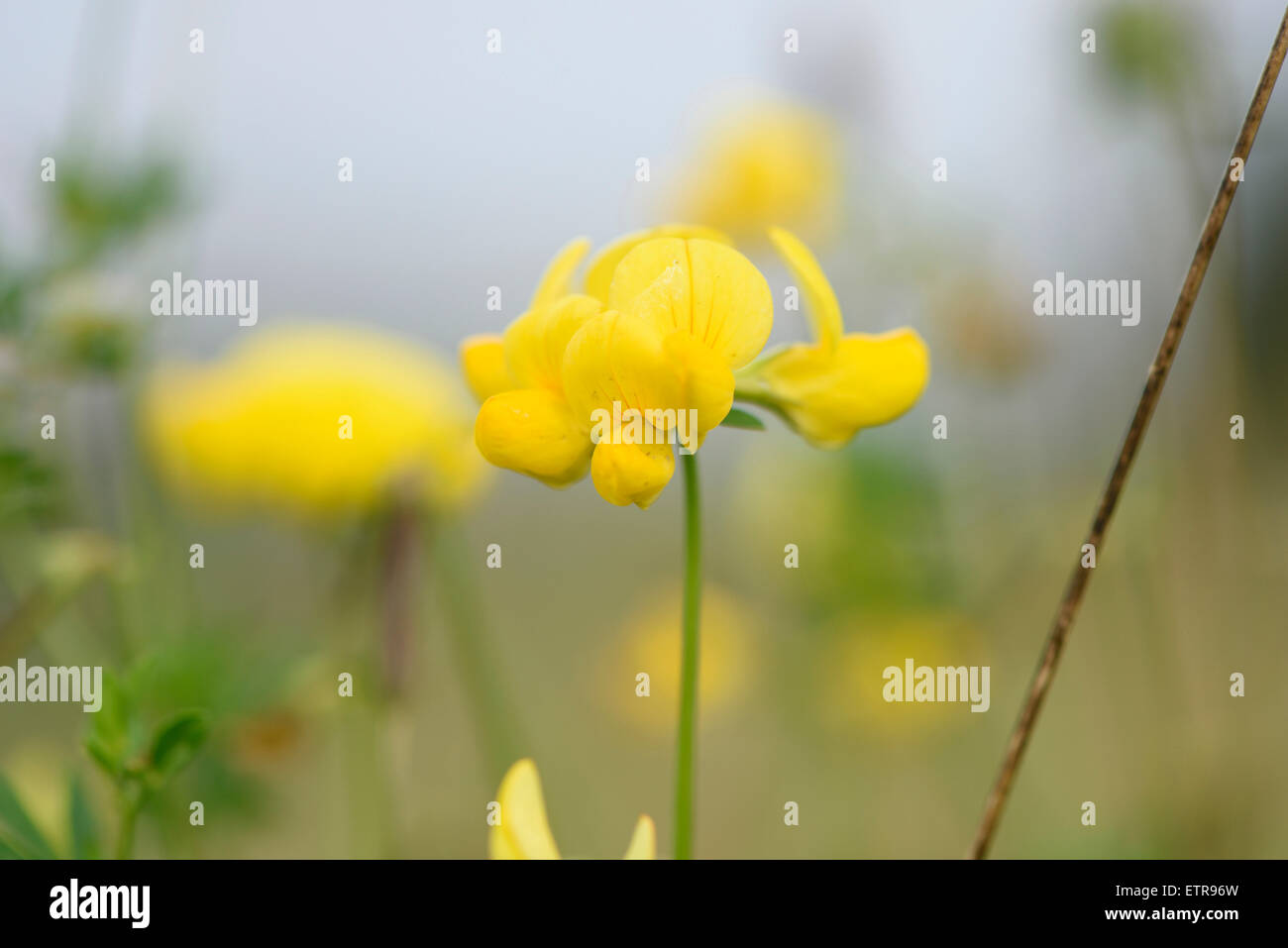 Gemeinsamen Vogels-Fuß-Kleeblatt, Lotos Corniculatus, Blüten, Stockfoto