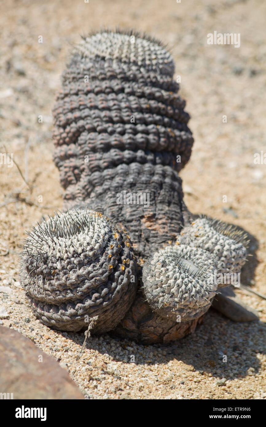Hsslicher kaktus -Fotos und -Bildmaterial in hoher Auflsung  Alamy