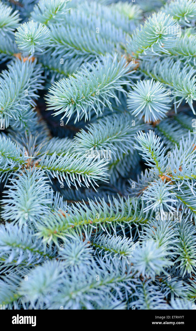 Hintergründe und Texturen: solide Mischung aus blauen Tanne Baum Zweige, natürliche saisonale Hintergrund Stockfoto
