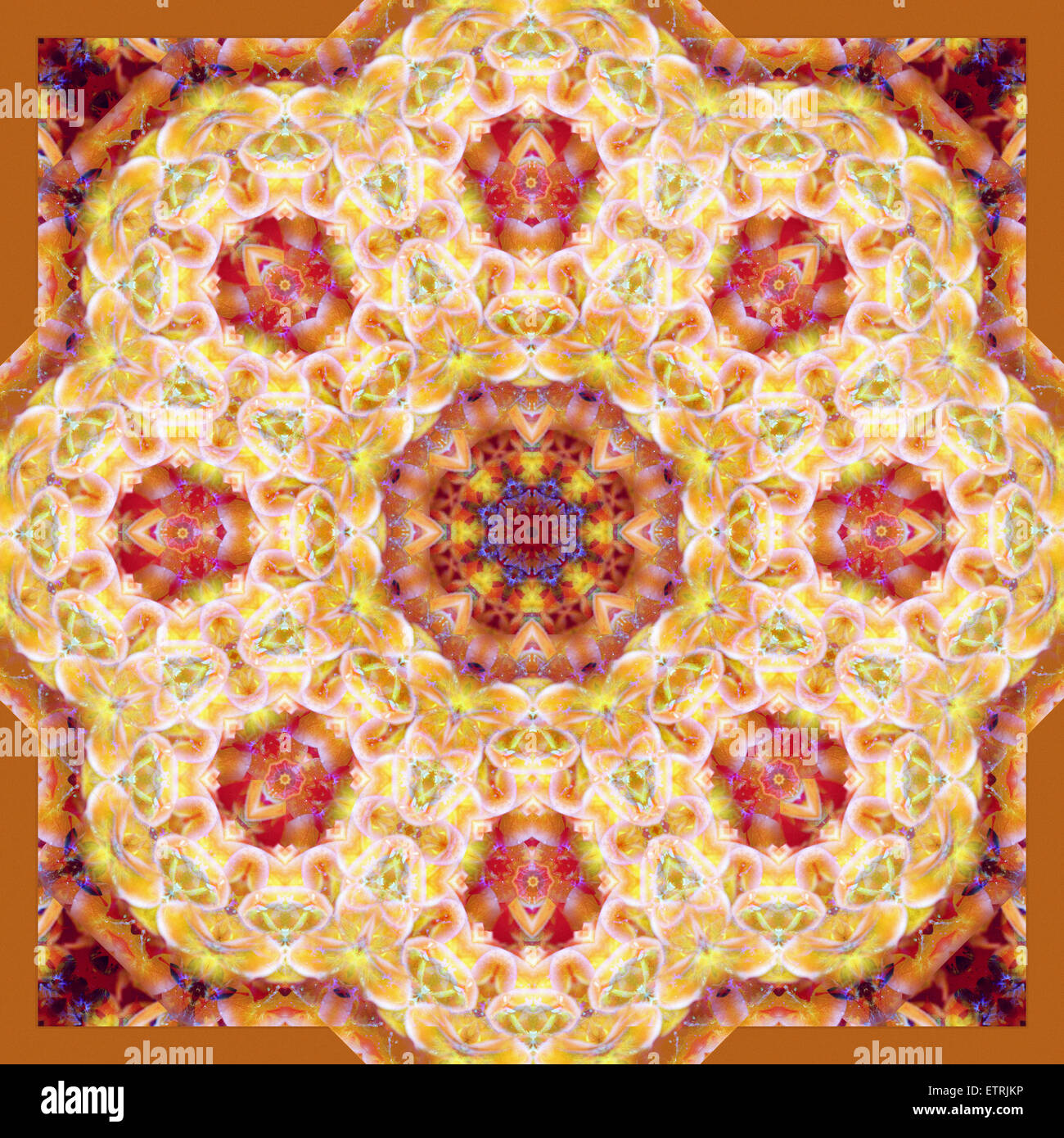 Ornament aus Orchideen in warmen Farben Stockfoto