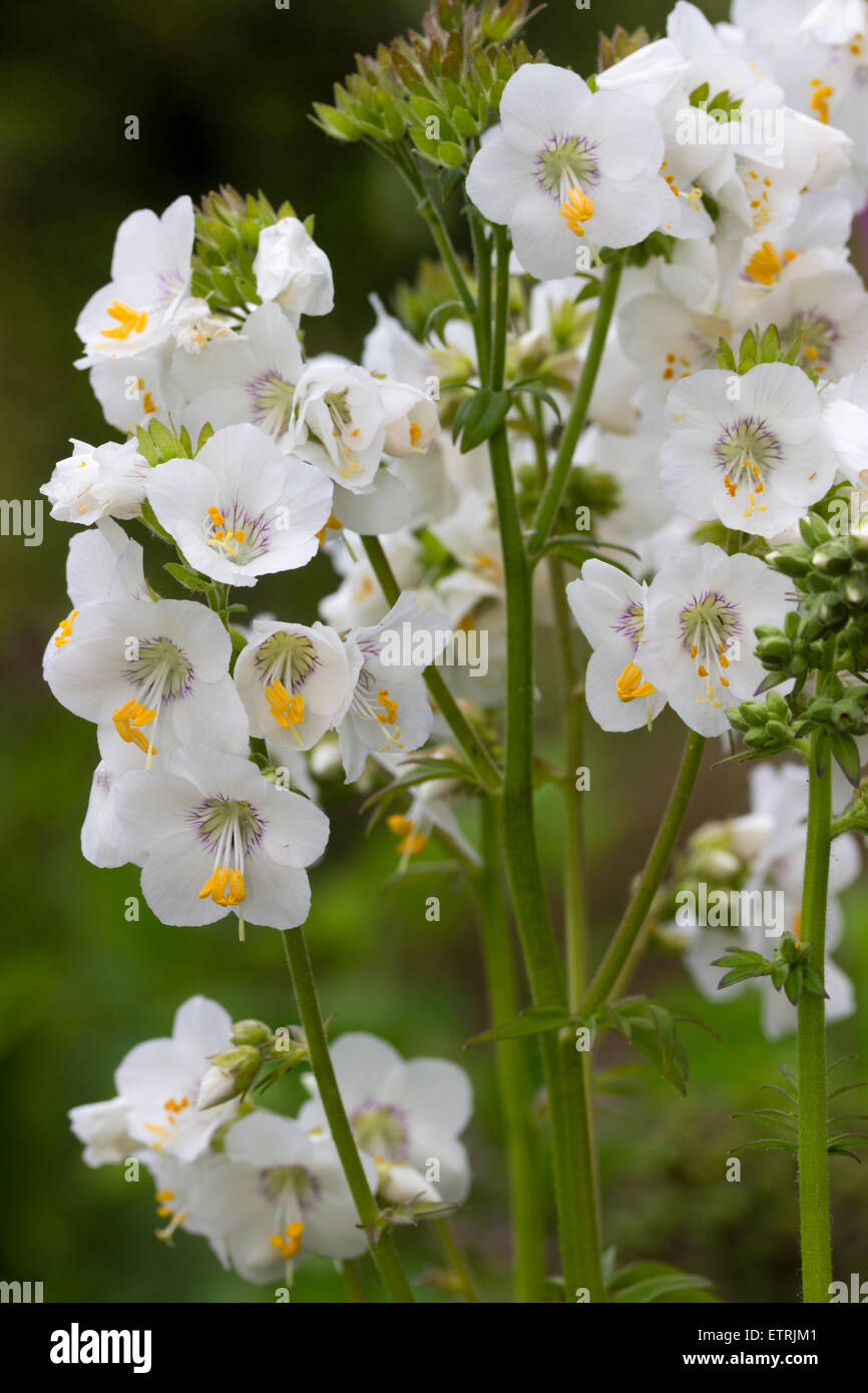 Weißen Blüten der Frühsommer blühenden Jakobsleiter Polemonium Caeruleum 'White Pearl' Stockfoto