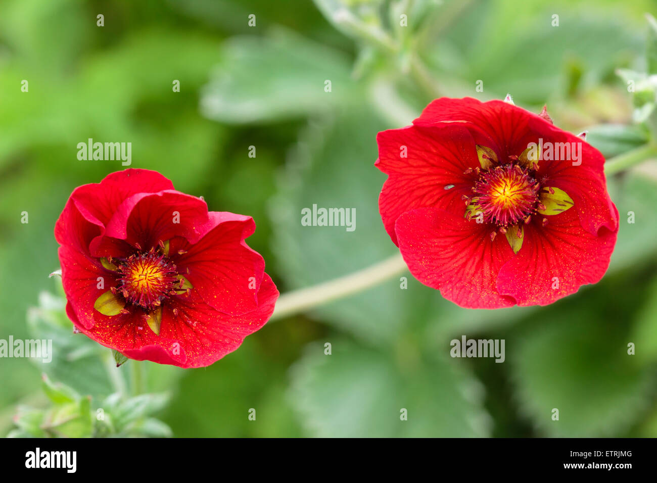 Leuchtend karminroten Blüten der Sommer blühenden Himalaya Fingerkraut, Potentilla atrosanguinea Stockfoto