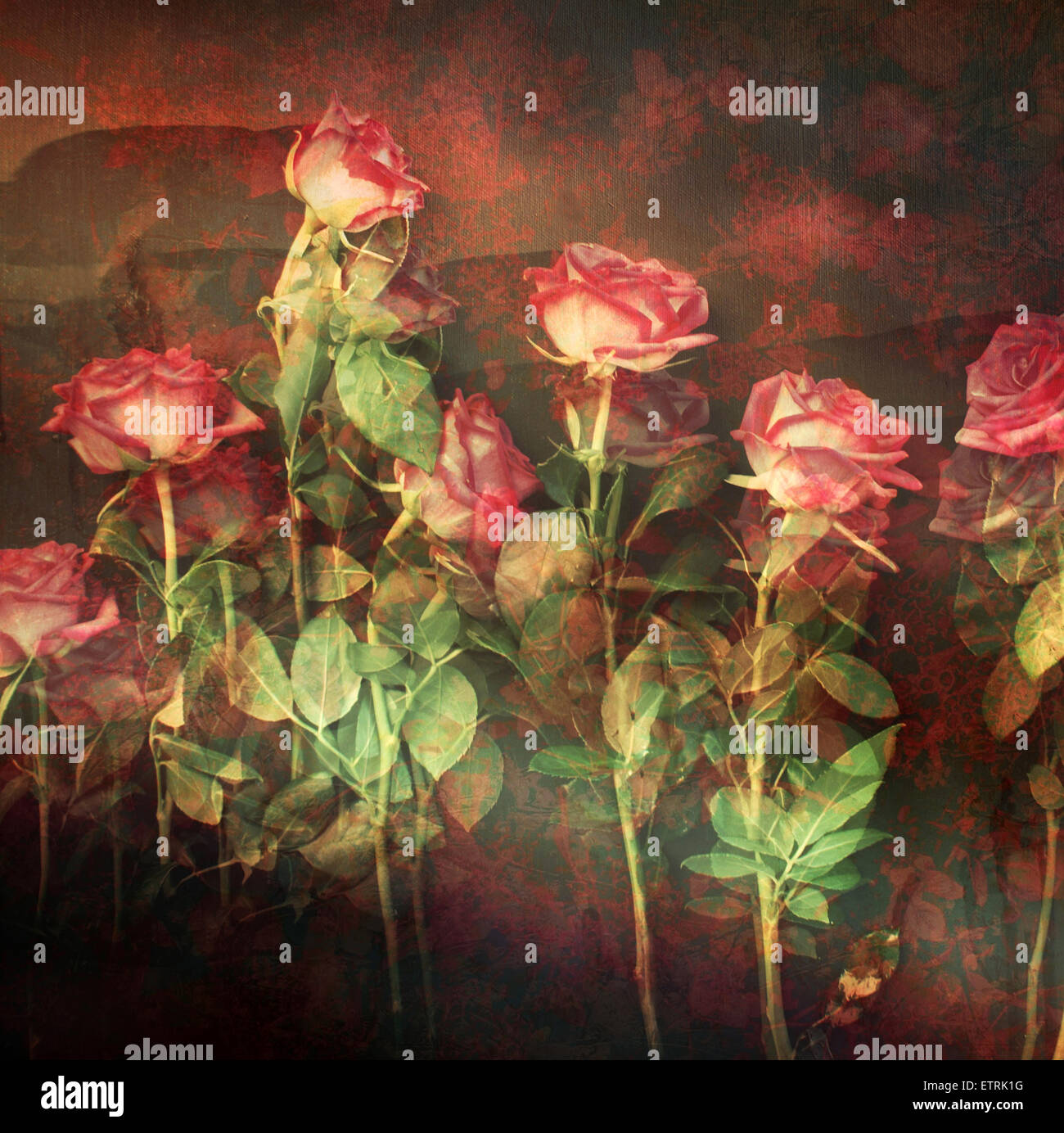 Rosa Rosen mit Texturen und florale Ornamente Stockfoto