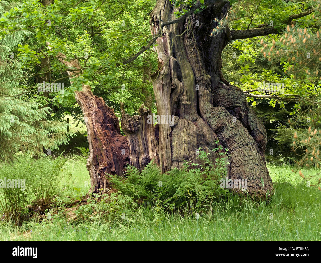 Alten gebrochenen Stieleiche Baumstamm in Holz, Derbyshire, England, UK. Stockfoto