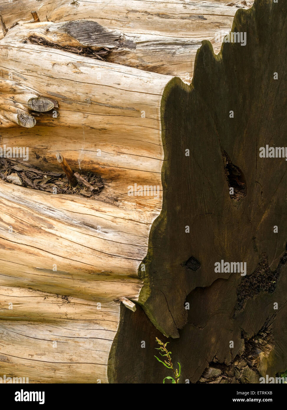 Große alte Schnittholz gefällte Baumstamm Log mit gewellter Rand, Derbyshire, UK. Stockfoto