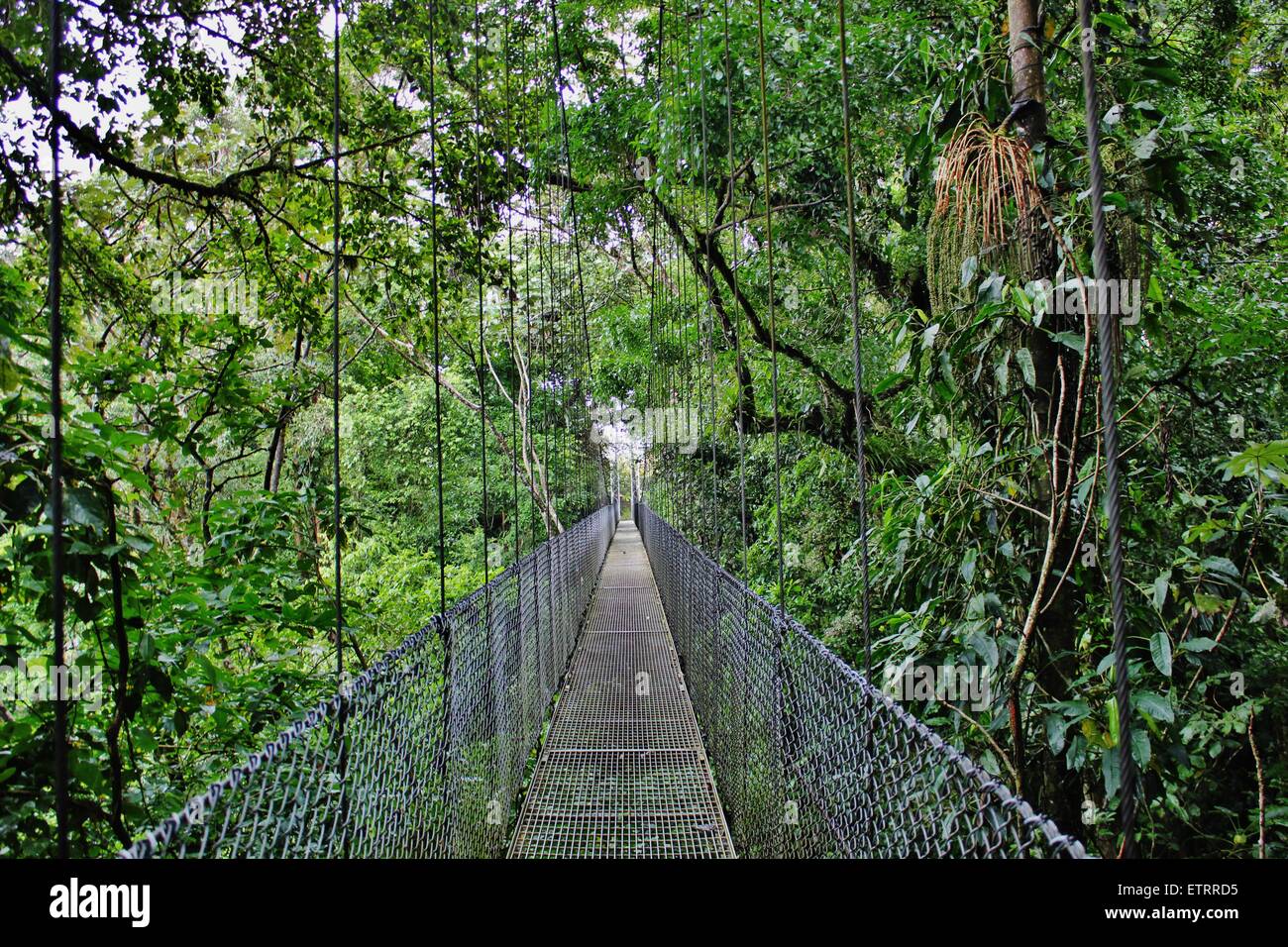 Eine Brücke 200 Füße hoch im Regenwald von Costa Rica. Stockfoto