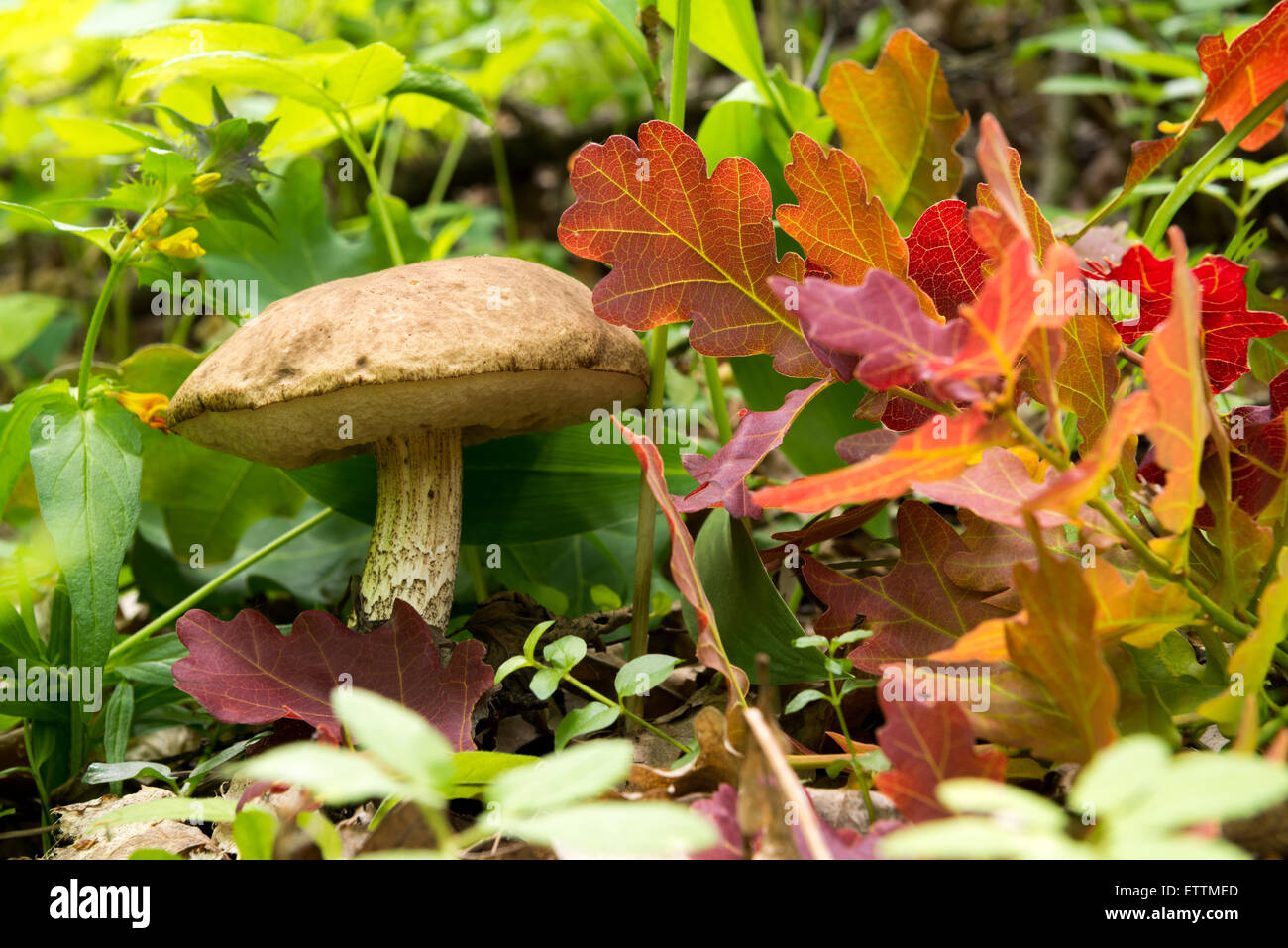 Pilz - braune Mütze Steinpilzen in den Wald und rote Blätter Stockfoto