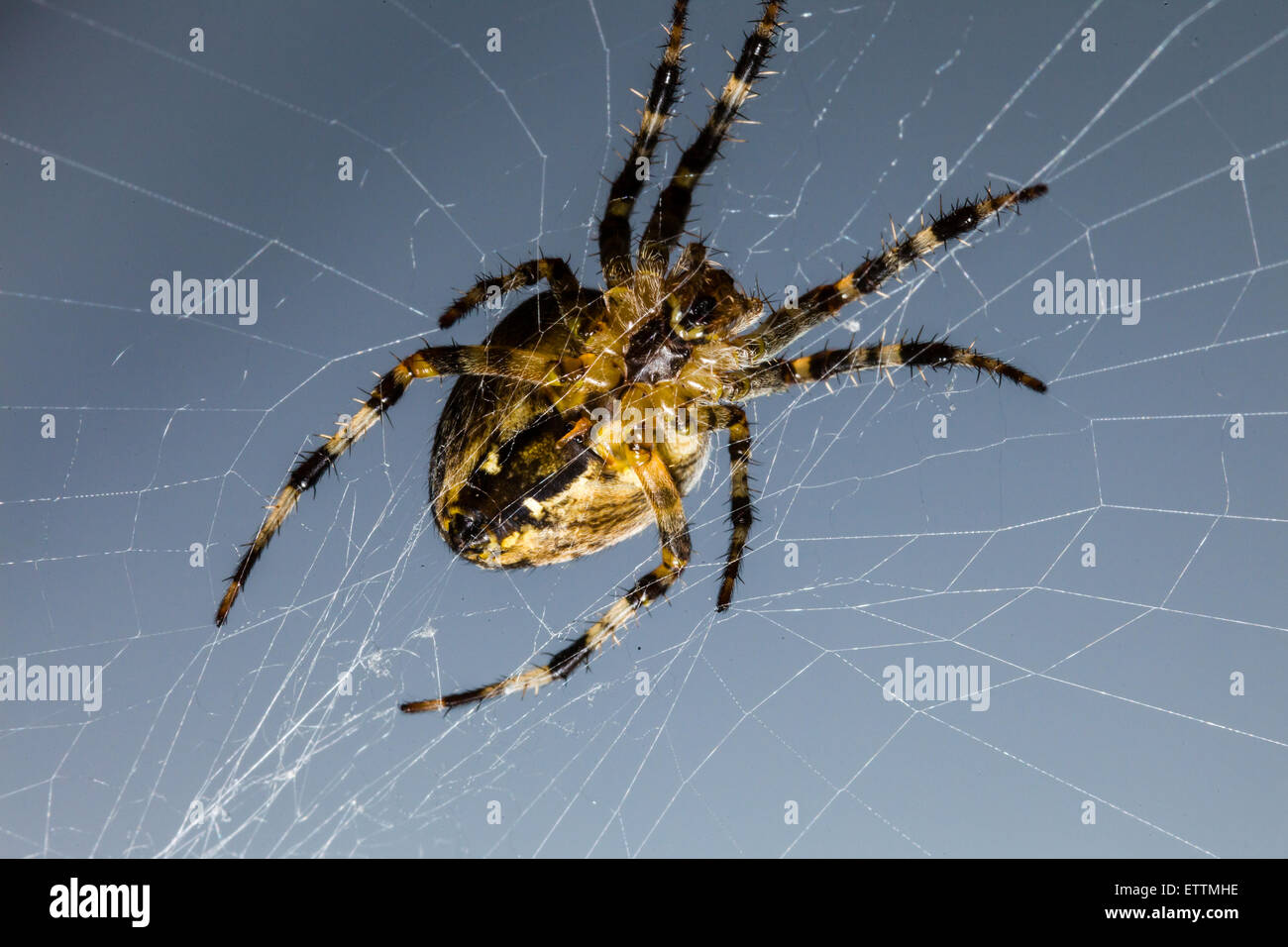 Nahaufnahme der große Spinne auf seinem Web. Stockfoto