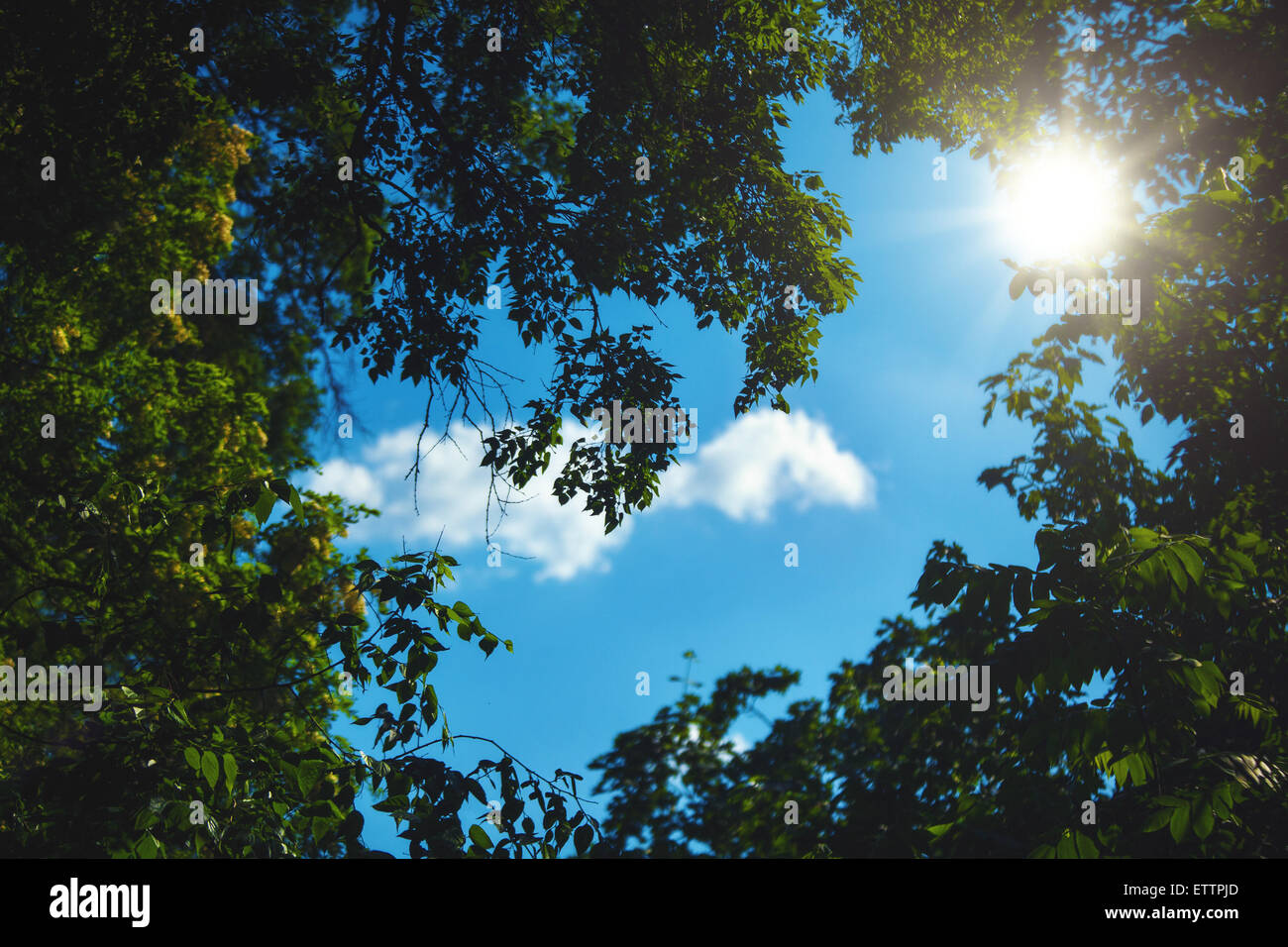 Schönheit Sommertag im Wald, Natur Stockfoto