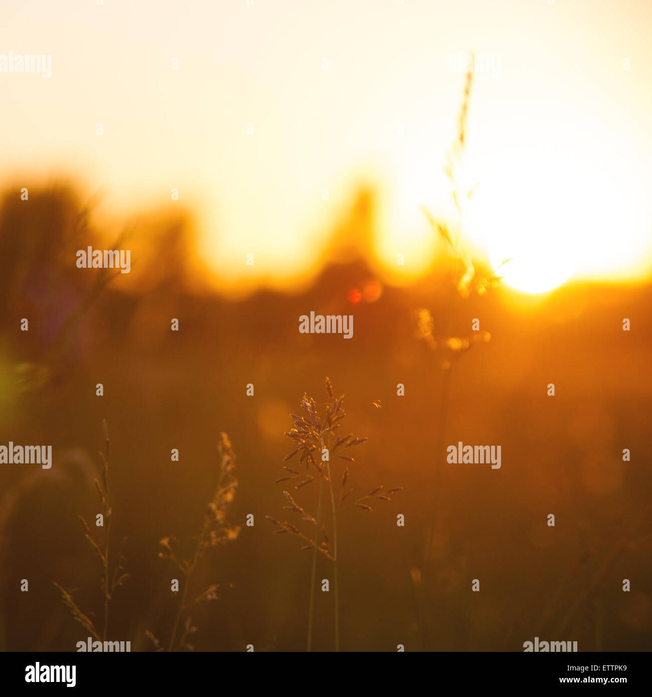 Morgen auf der Wiese, natürliche abstrakt Stockfoto