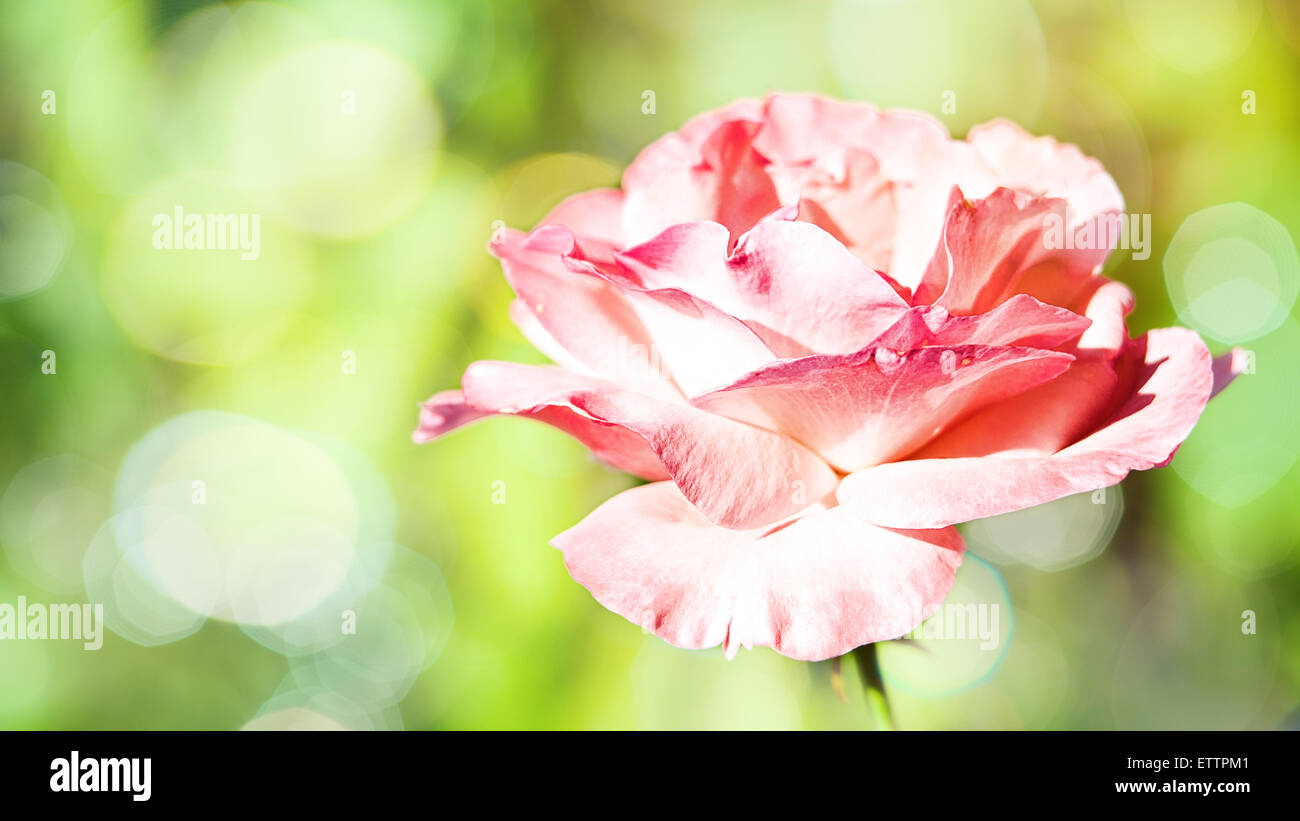 Panorama florale Hintergründe mit rosa Blume und Schönheit bokeh Stockfoto