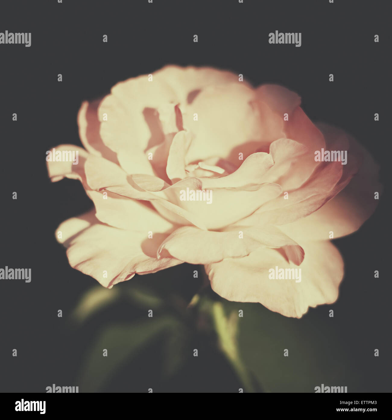 Retro-Blume. Vintage Blumen Hintergründe mit rosa rose Stockfoto