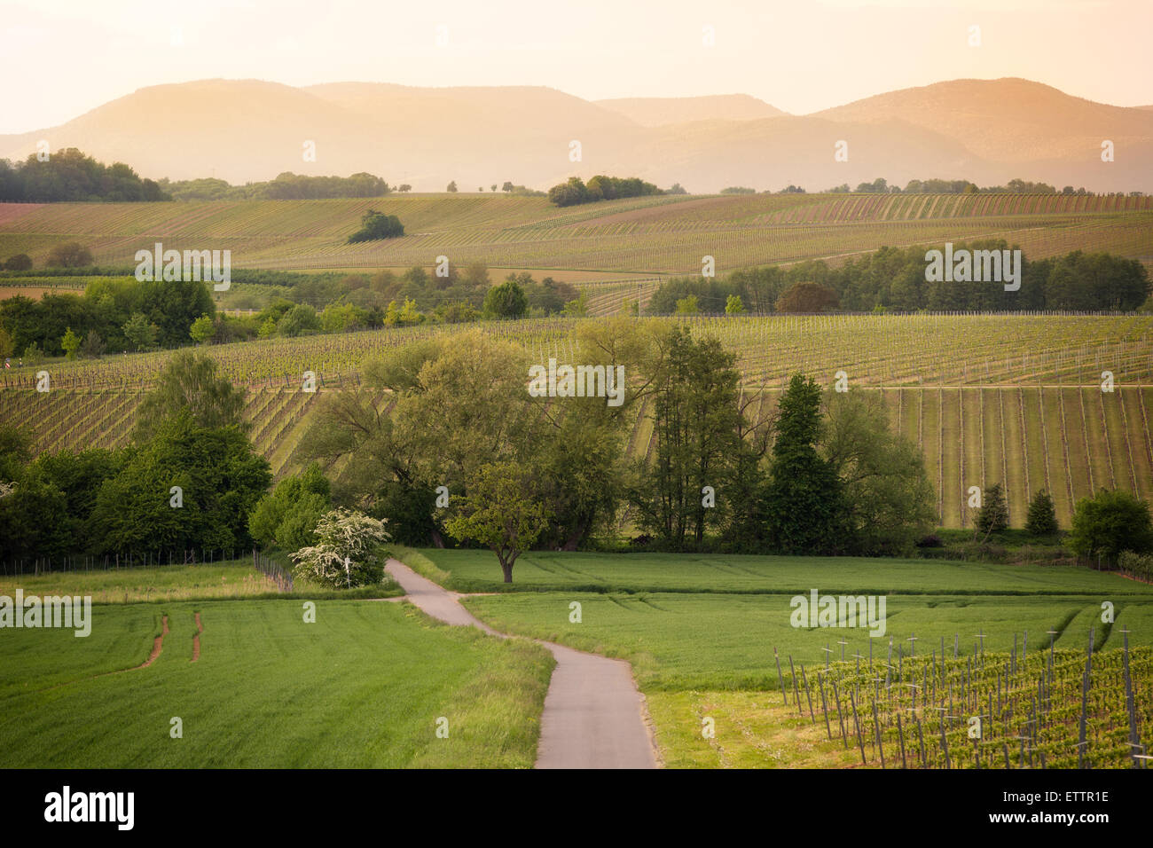 Weg in den Weinbergen in der Pfalz bei Sonnenuntergang, Deutschland Stockfoto