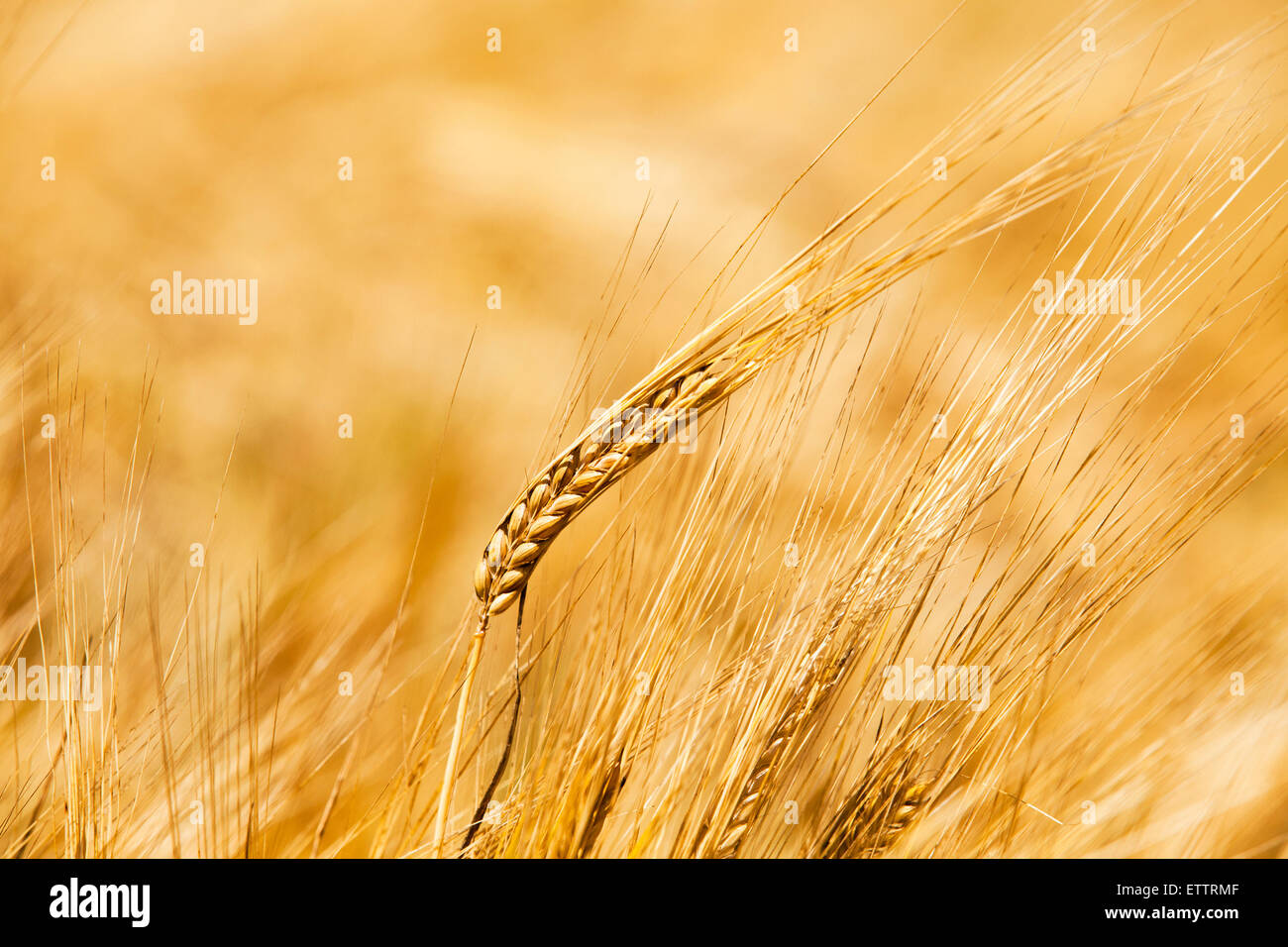 Das reife Getreide Stockfoto