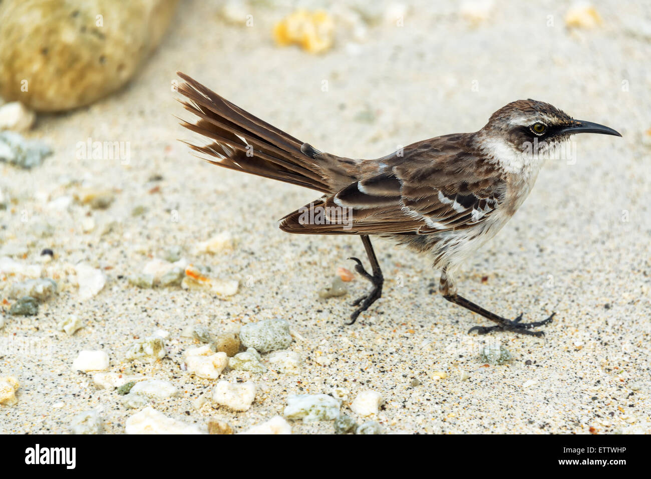 Kleine braune Vogel auf Genovesa Island auf den Galapagos Inseln in Ecuador Stockfoto