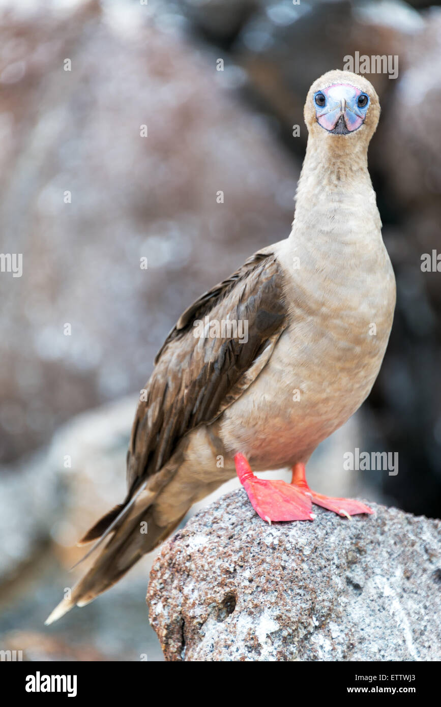 Vertikale Ansicht von einem Red Footed Sprengfallen auf den Galapagos Inseln in Ecuador Stockfoto