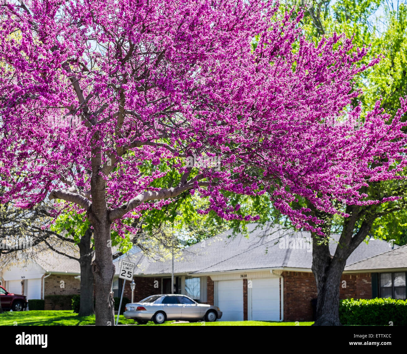 Ein Ostredbud Baum, Cercis Canadensis, im Frühjahr blühen. Die Redbud ist Zustandbaum Oklahomas. Oklahoma City, Oklahoma, USA. Stockfoto