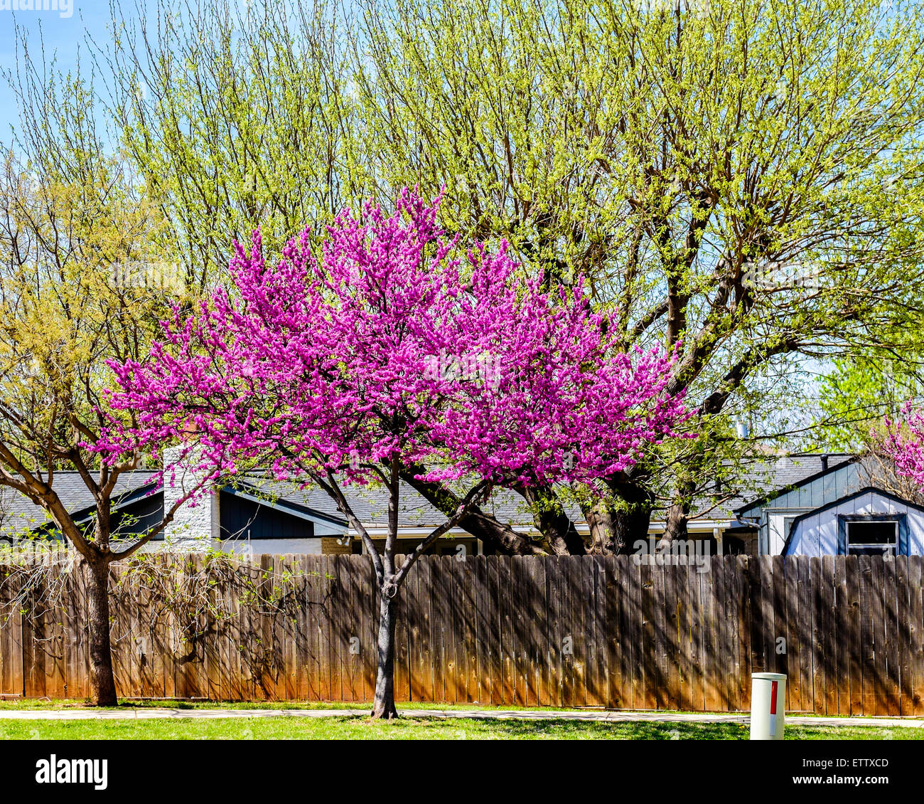 Ein Ostredbud Baum, Cercis Canadensis, im Frühjahr blühen. Die Redbud ist Zustandbaum Oklahomas. Oklahoma City, Oklahoma, USA. Stockfoto