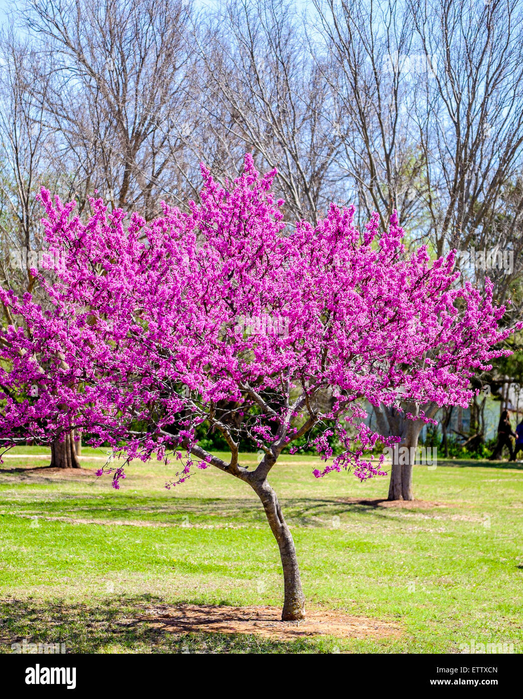 Ein Ostredbud Baum, Cercis Canadensis, im Frühjahr blühen. Die Redbud ist Zustandbaum Oklahomas. Oklahoma City, Oklahoma, USA. Stockfoto