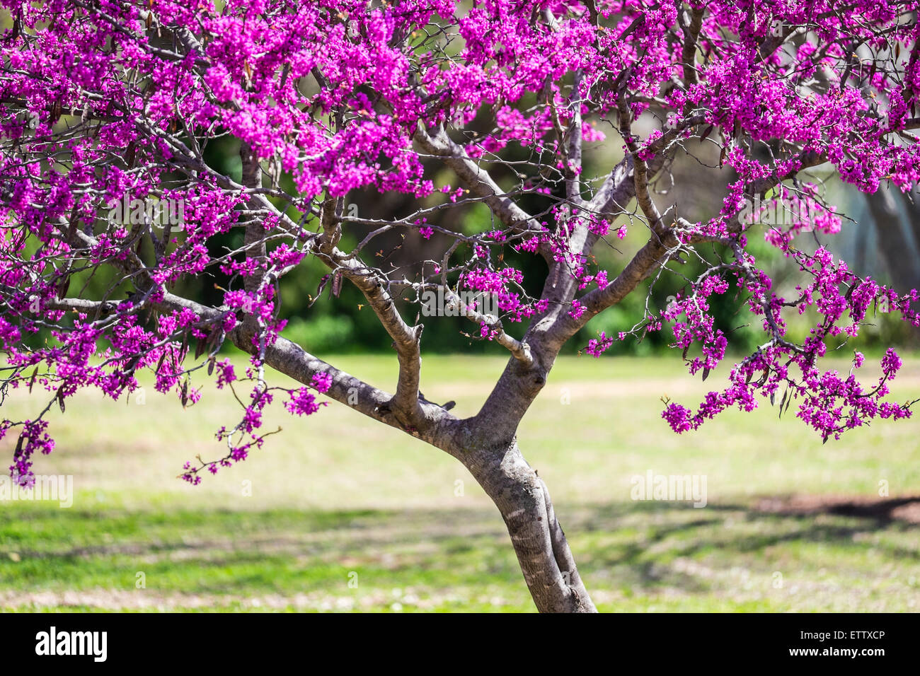 Ein Ostredbud Baum, Cercis Canadensis, im Frühjahr blühen. Die Redbud ist Zustandbaum Oklahomas. Oklahoma City, Oklahoma, USA. Stockfoto