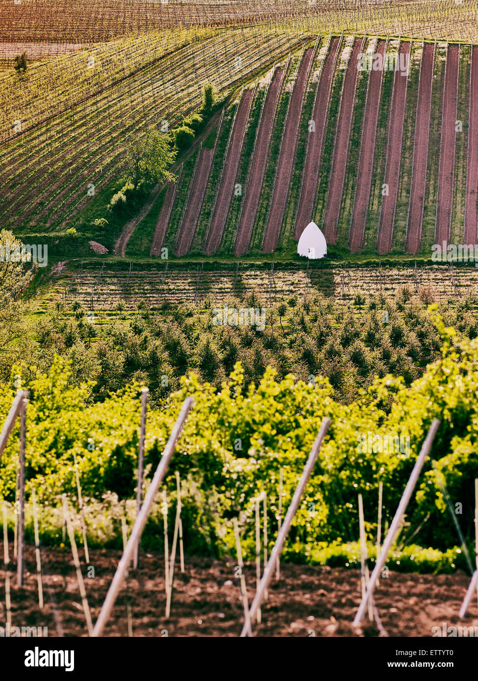 Deutschland, Hessen, Rheinhessen, Flonheimer, Ansicht von Trullo Haus im Weinberg Stockfoto
