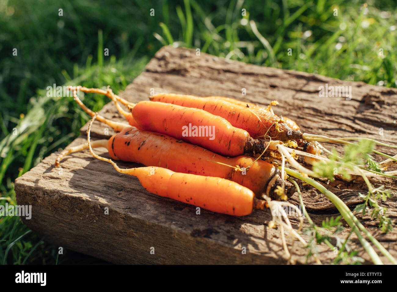 Frisch geerntete Bio-Karotten auf einem Baumstamm aus Holz Stockfoto