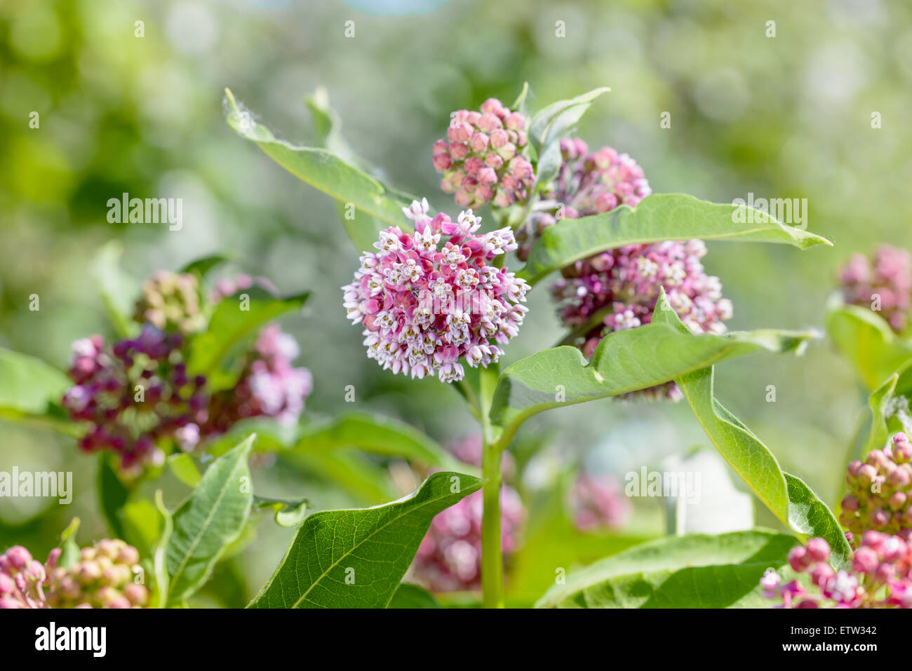 Makro einer rosafarbenen und weißen Wolfsmilch Blume auf der Wiese unter die warme Frühlingssonne Stockfoto