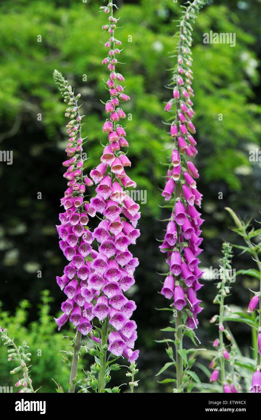 Digitalis Purpurea. Fingerhut in einem Garten Stockfoto