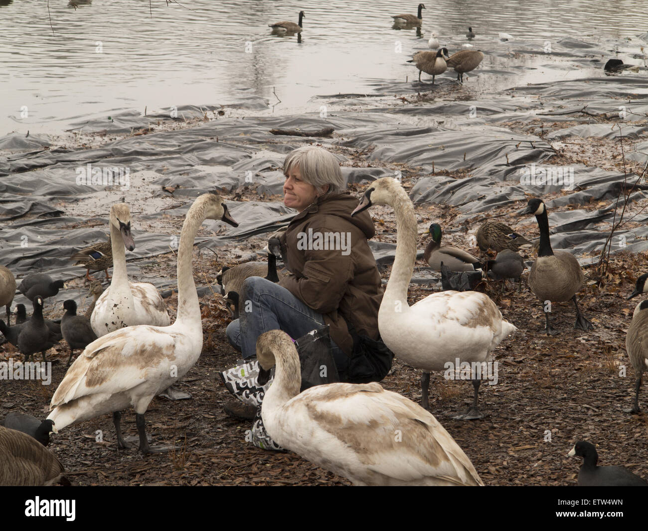 Frau füttert Hunger Gänse & Schwäne im Spätwinter am Prospect Park, Brooklyn, NY. Stockfoto