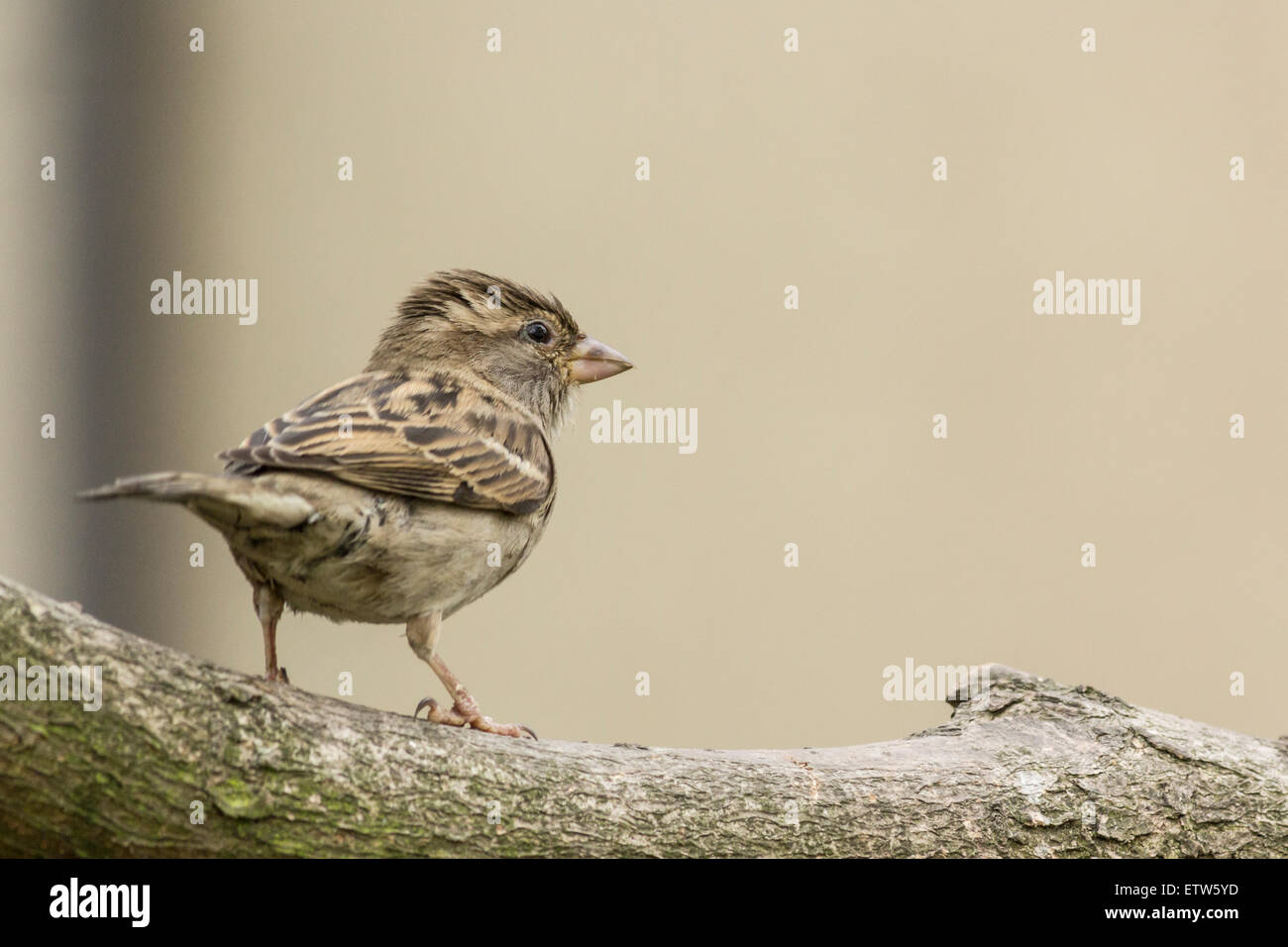 Junger Spatz auf einem Ast Stockfoto