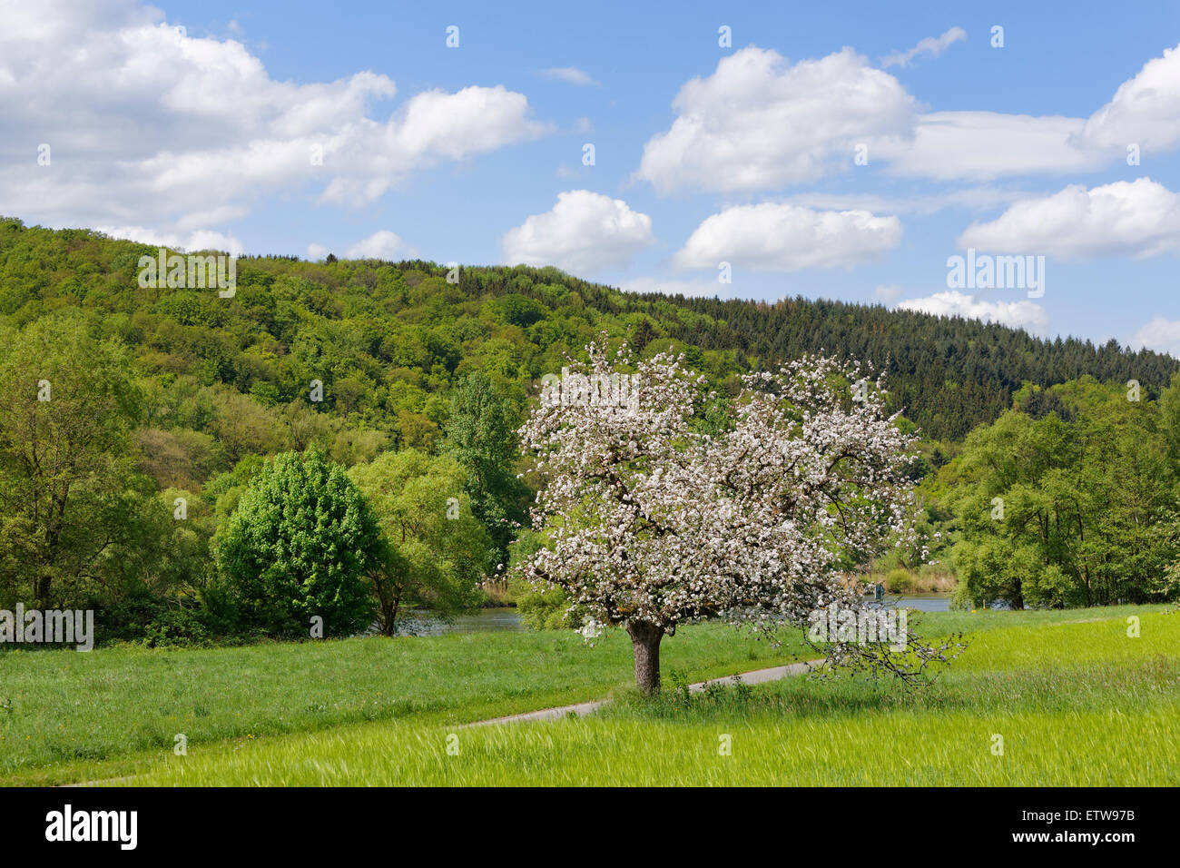 Deutschland, Bayern, Unterfranken, blühender Apfelbaum auf dem Main Stockfoto