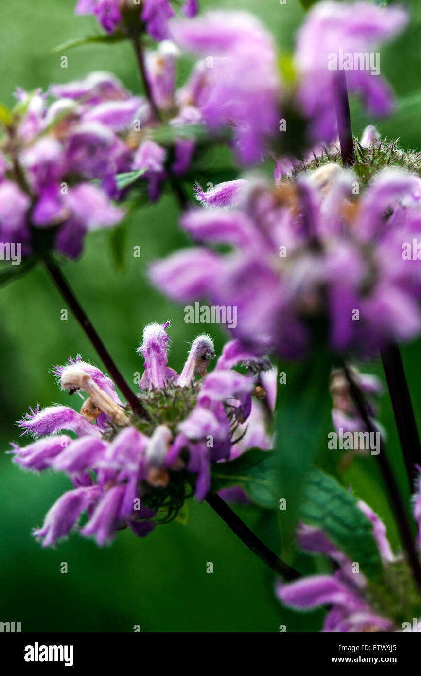 Phlomis tuberosa Nahaufnahme Blume Stockfoto
