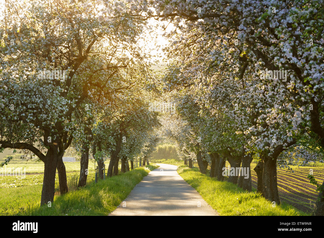 Deutschland, Bayern, Oberfranken, Radweg, Allee mit blühenden Apfelbäumen Stockfoto
