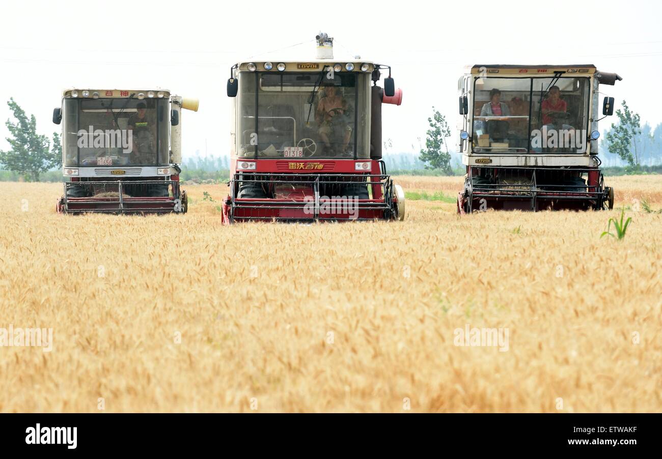 Wen, der chinesischen Provinz Hebei. 16. Juni 2015. Bauern sammeln Weizen mit Erntemaschinen im Bezirk Wen'an, Provinz Hebei North China, 16. Juni 2015. Als die Weizen-Ernte-Saison kommt, sind Landwirte beschäftigt mit dem Sammeln von Weizen. © Li Xiaoguo/Xinhua/Alamy Live-Nachrichten Stockfoto