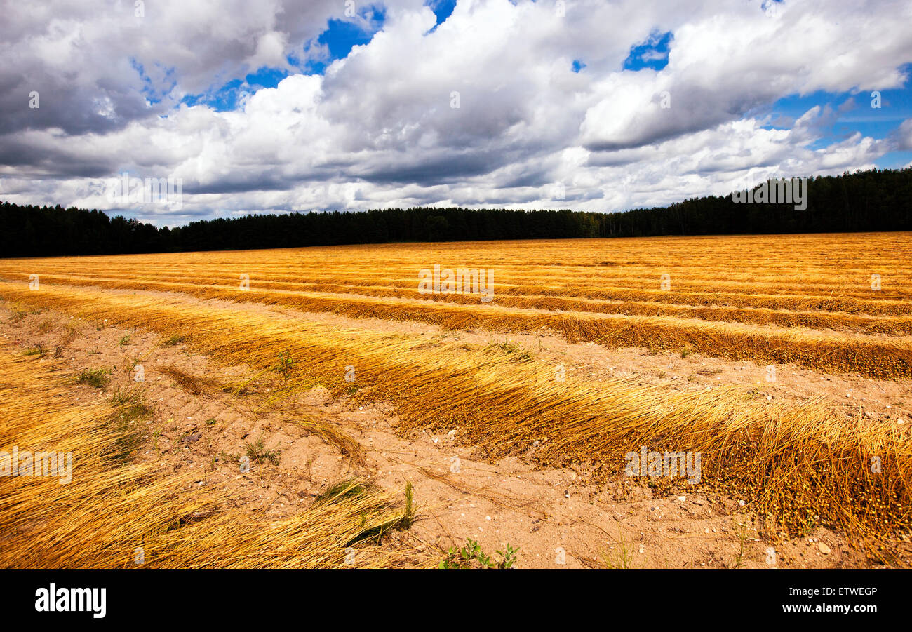 Flachs Ernte Stockfoto