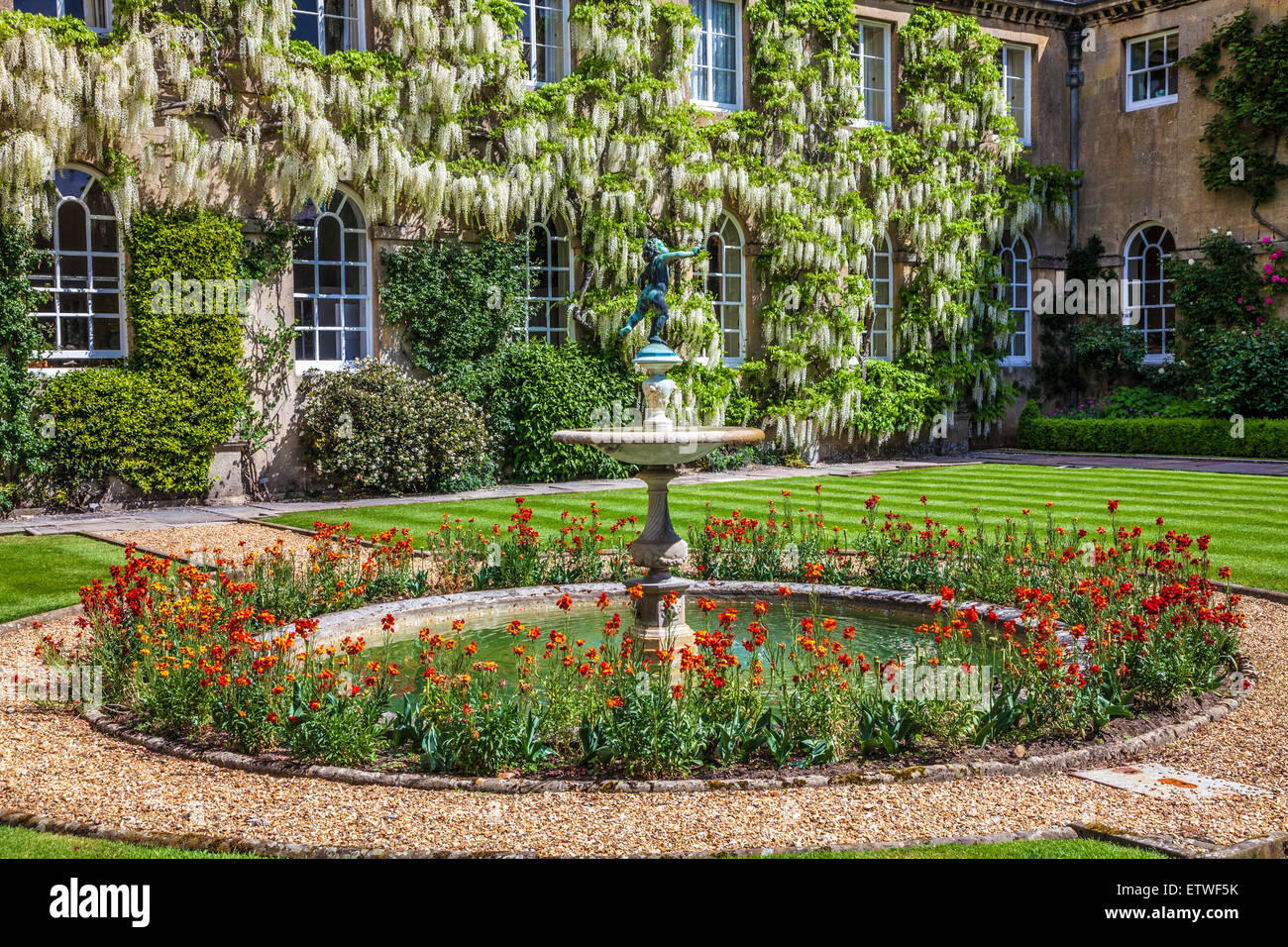 Weiß blühende chinesische Wisteria Sinensis um die georgianische Fenster eines herrschaftlichen Hauses. Stockfoto