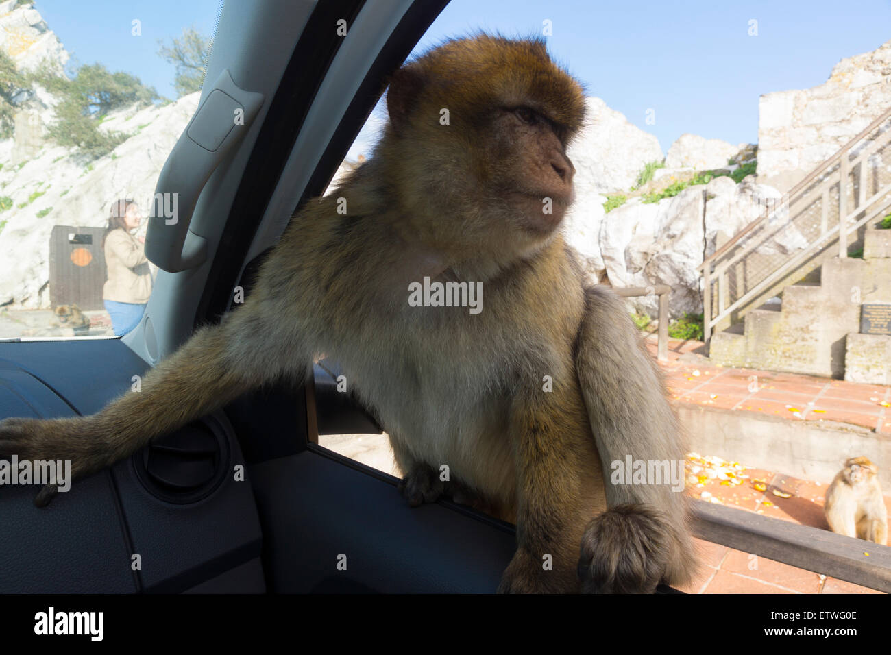 Ein barbary Macaque (macaca sylvanus), der im Gibraltar Nature Reserve bei der Wintersonne in ein Auto springt Stockfoto