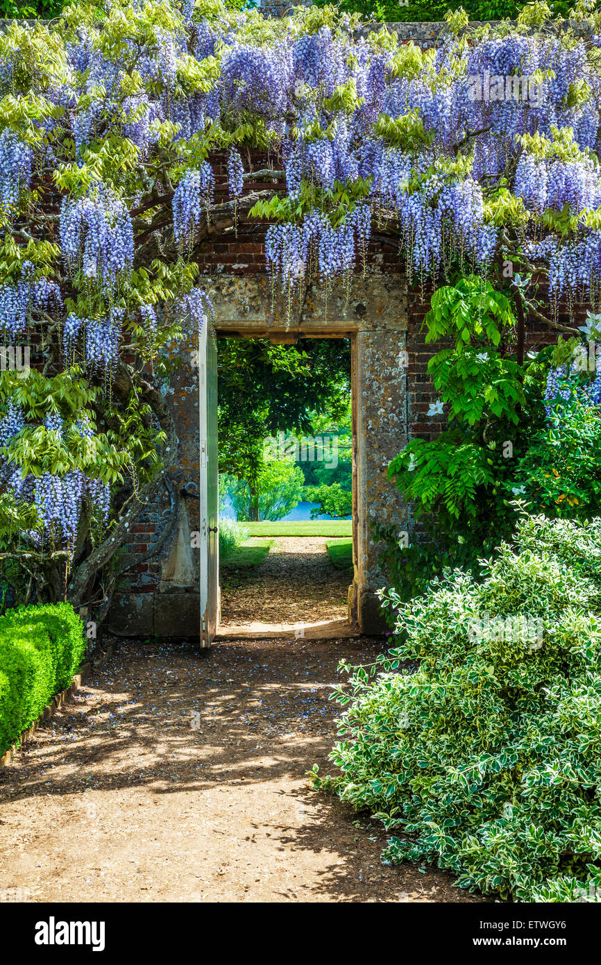 Blau blühende chinesische Wisteria Sinensis im ummauerten Garten der Bowood House in Wiltshire. Stockfoto