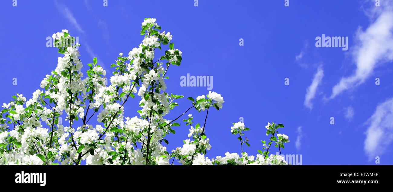 Apfel-Äste mit Blumen auf blauem Himmelshintergrund Stockfoto