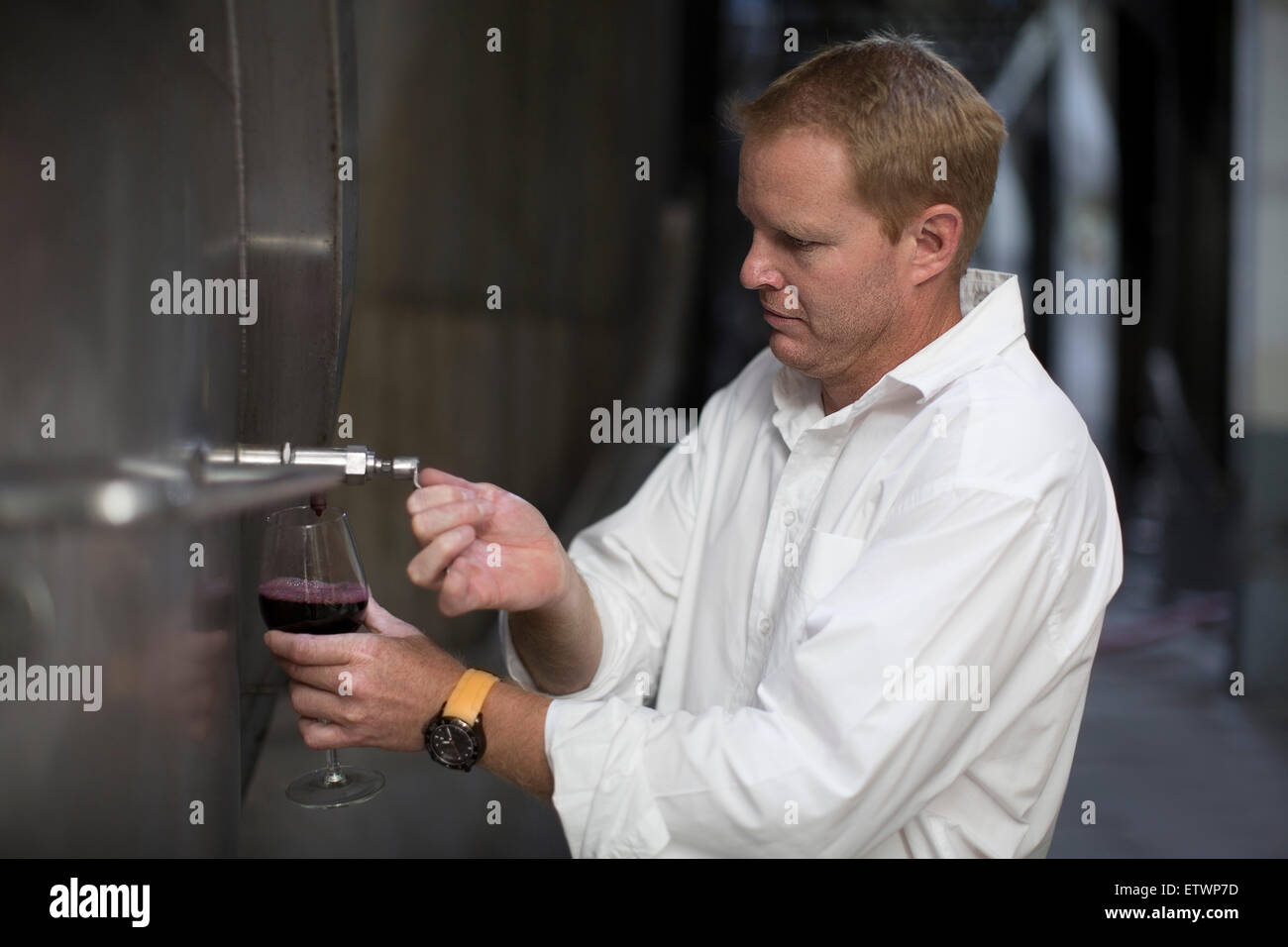 Winzer testen Wein vom Fass Stockfoto