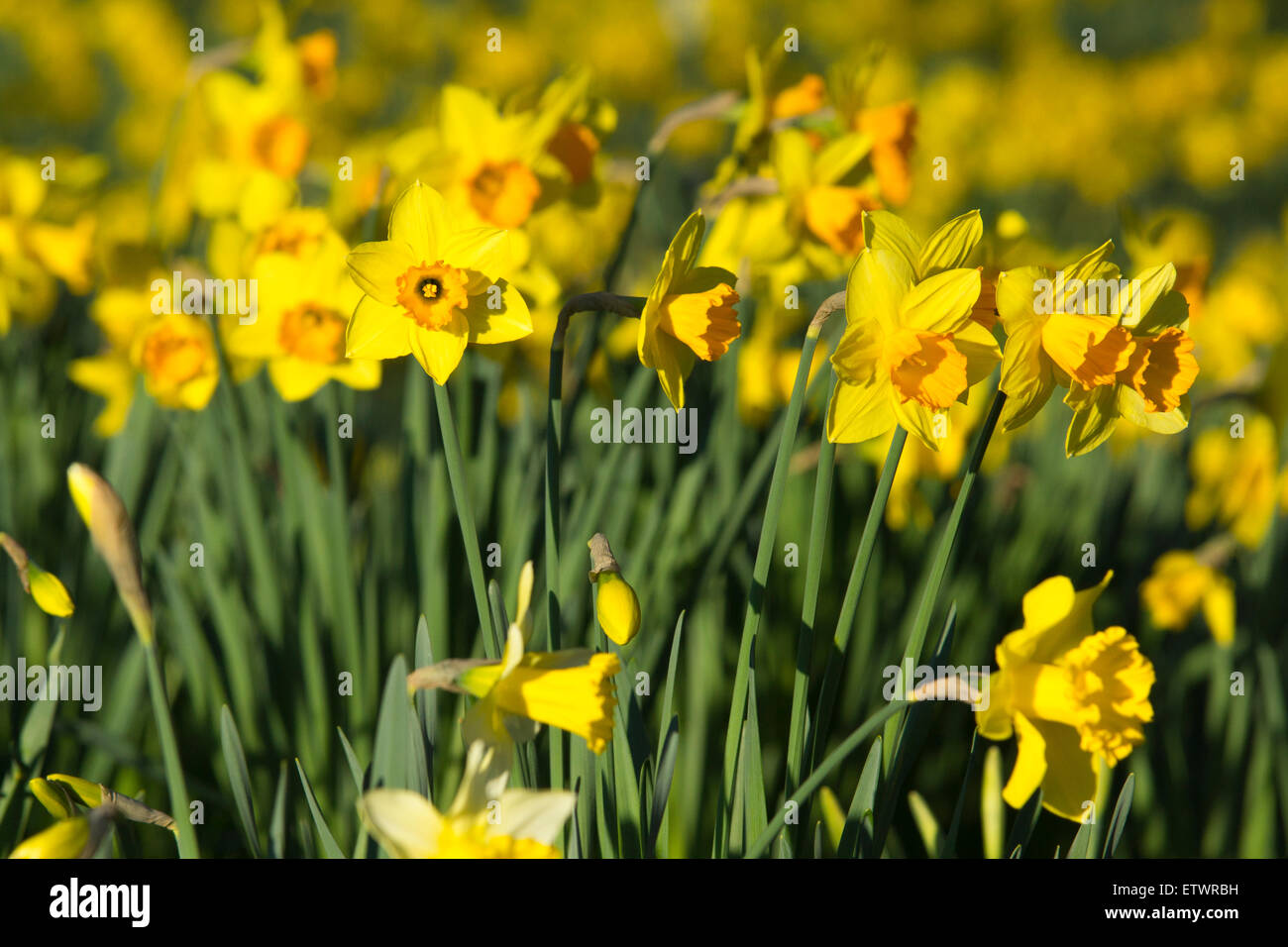 Narzissen blühen im Frühling, Basingstoke, Hampshire, England. Thema: Frühling, Wiedergeburt Stockfoto